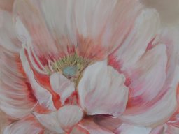 Pivoine-rose